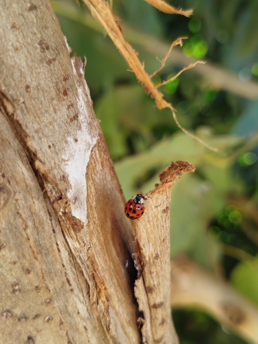 Asian Lady Beetle