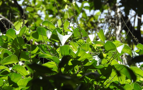 Croton persimilis observed 2025-05-27