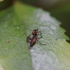 Dilophus nigrostigma