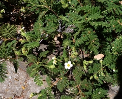 Chamaebatia foliolosa