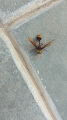 Delta pyriforme pyriforme