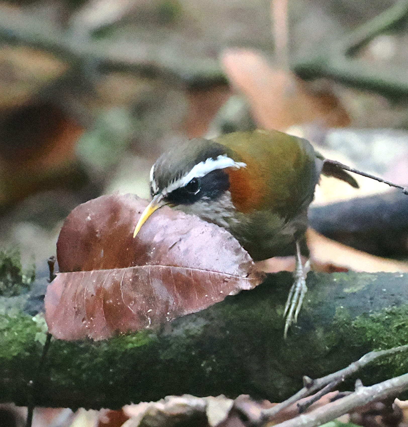 Streak-breasted Scimitar Babbler