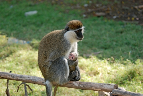 Grivet Monkey