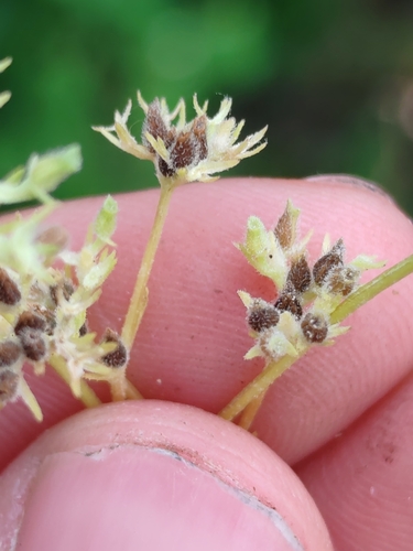 Hairy-fruited Cornsalad (Valerianella eriocarpa)