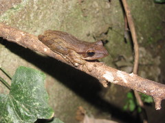 Polypedates leucomystax