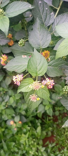 Lantana