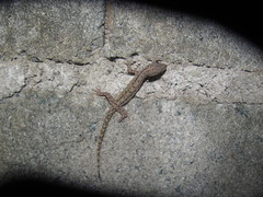 Hemidactylus frenatus