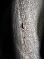 Hemidactylus frenatus