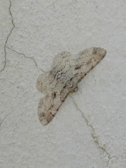 Iridopsis larvaria