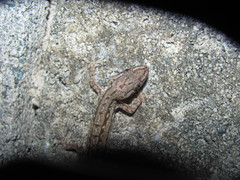Hemidactylus frenatus