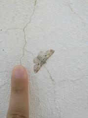 Iridopsis larvaria