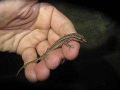 Hemidactylus frenatus