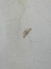 Iridopsis larvaria