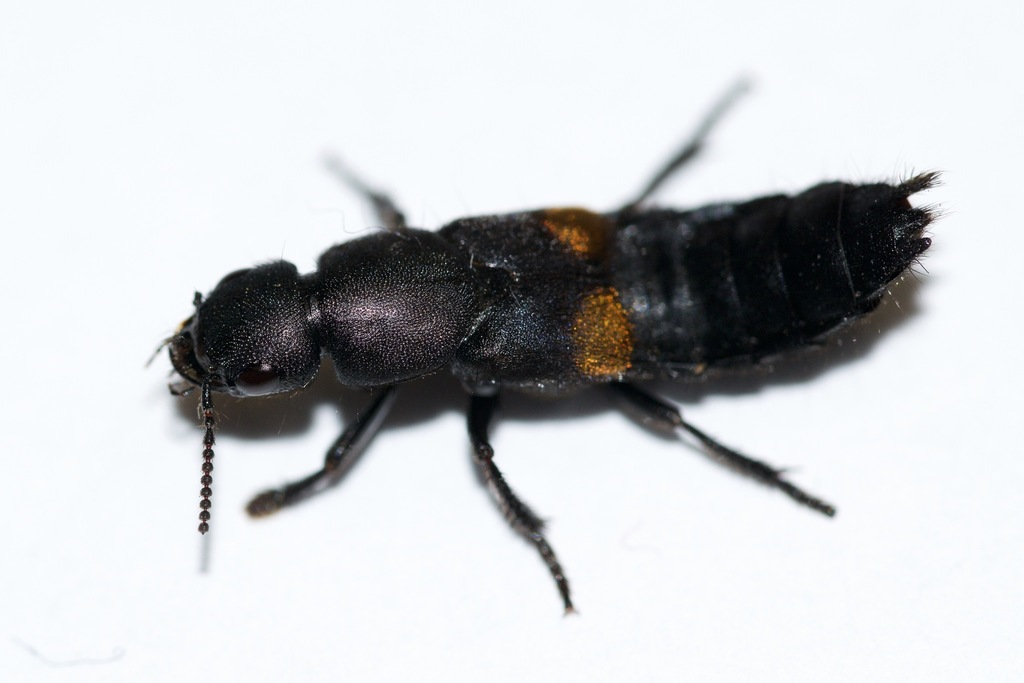 Red-spotted Rove Beetle