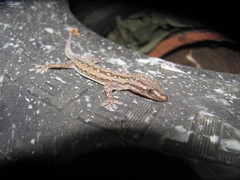 Hemidactylus frenatus