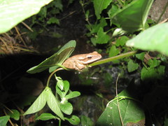 Polypedates leucomystax