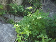 Arracacia