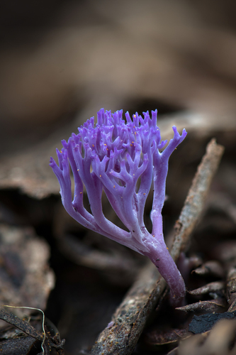 lilac coral fungus
