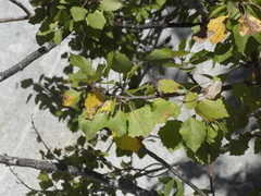 Populus brandegeei