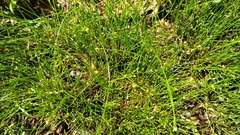Eleocharis geniculata