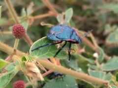 Alcaeorrhynchus