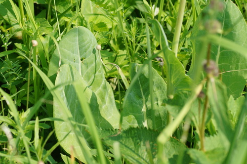 Ligularia glauca, photograph 2