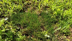 Eleocharis geniculata
