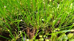 Eleocharis geniculata