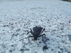 Philolithus aegrotus