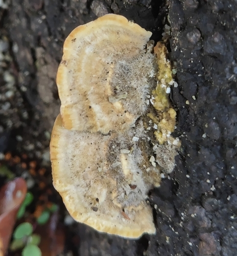 Trametes hirsuta