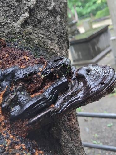 Ganoderma applanatum