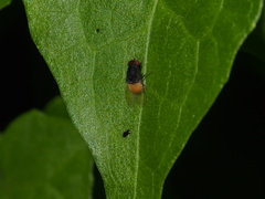 Minettia longipennis