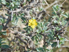 Sericodes greggii