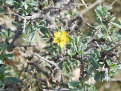 Sericodes greggii