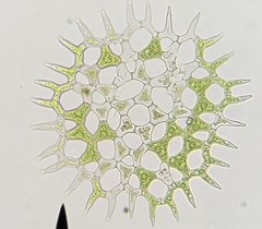 Hydrodictyaceae