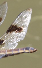 Libellula forensis × pulchella