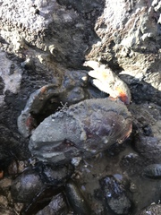 Metacarcinus novaezelandiae