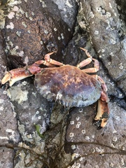 Metacarcinus novaezelandiae