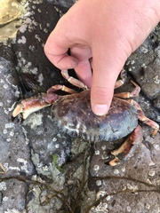 Metacarcinus novaezelandiae