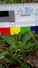 Pterostylis cucullata