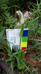 Pterostylis cucullata