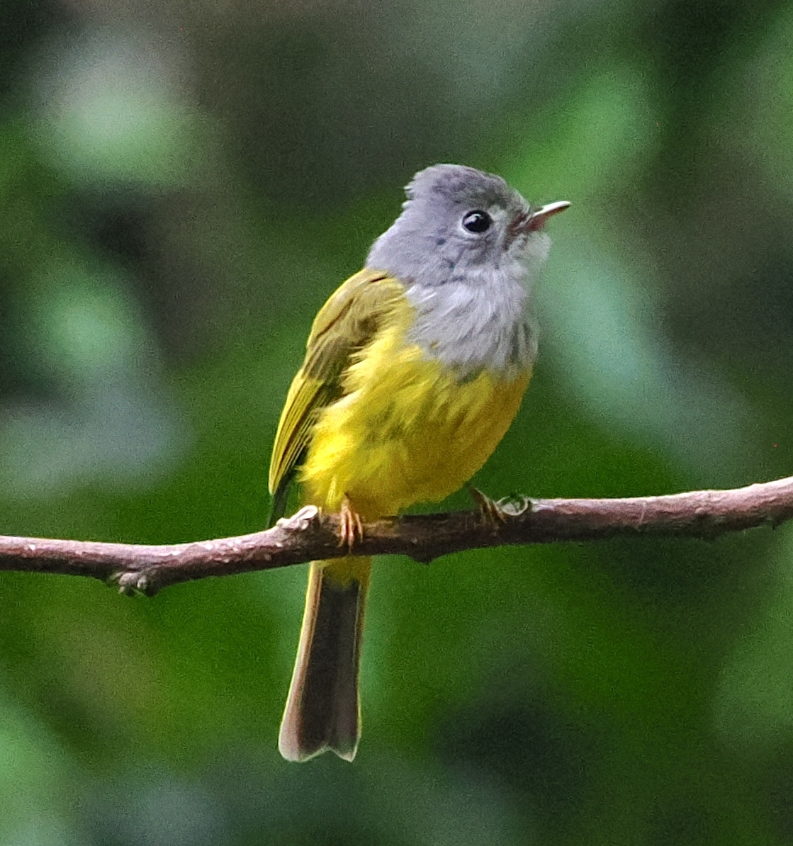 Grey-headed Canary-flycatcher