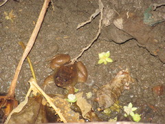 Occidozyga laevis