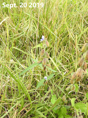 Crotalaria sessiliflora