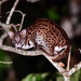 Bornean and Sumatran Leopard Cat - Photo (c) pfaucher, some rights reserved (CC BY-NC), uploaded by pfaucher