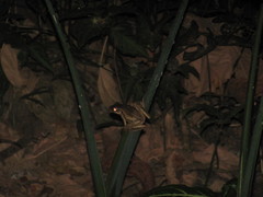 Polypedates leucomystax