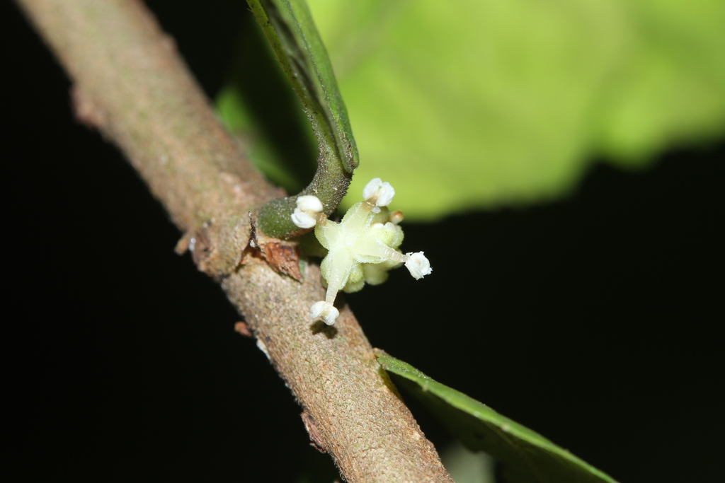 Streblus asper; photograph (c) Nguyen-Khanh-Trinh Tram, some rights reserved (CC BY)