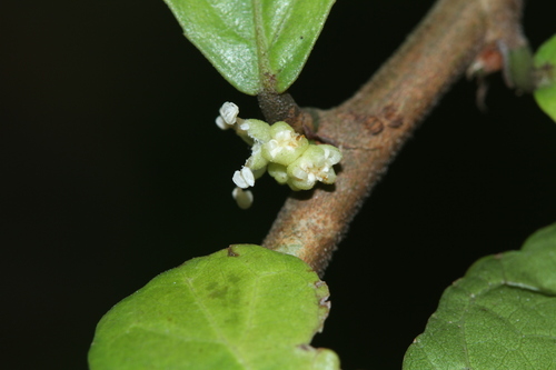Streblus asper, photograph 4