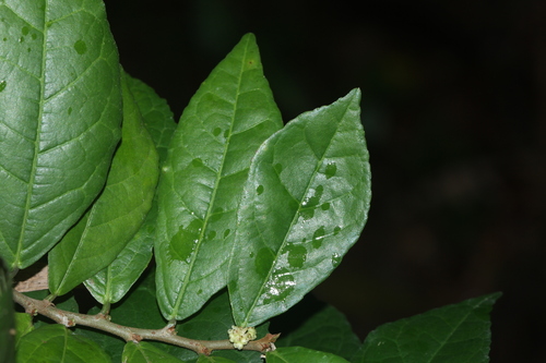 Streblus asper, photograph 5