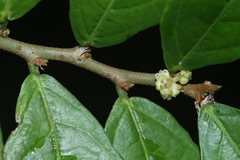 Streblus asper, photograph (c) Nguyen-Khanh-Trinh Tram, some rights reserved (CC BY)